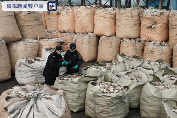 查獲“洋垃圾”1423.8噸！貨物申報(bào)品名為“扇貝殼”
