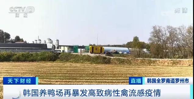 緊急！多國(guó)暴發(fā)禽流感疫情！這里最高級(jí)別警報(bào)拉響！