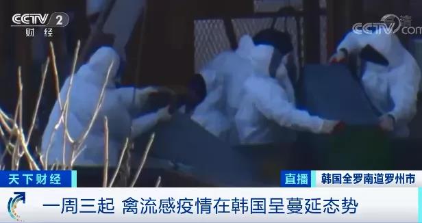 緊急！多國(guó)暴發(fā)禽流感疫情！這里最高級(jí)別警報(bào)拉響！