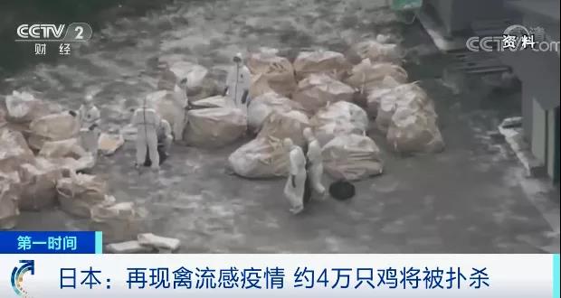 緊急！多國(guó)暴發(fā)禽流感疫情！這里最高級(jí)別警報(bào)拉響！