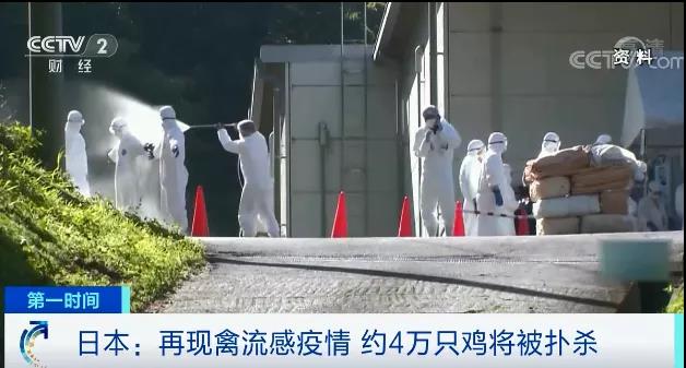 緊急！多國(guó)暴發(fā)禽流感疫情！這里最高級(jí)別警報(bào)拉響！