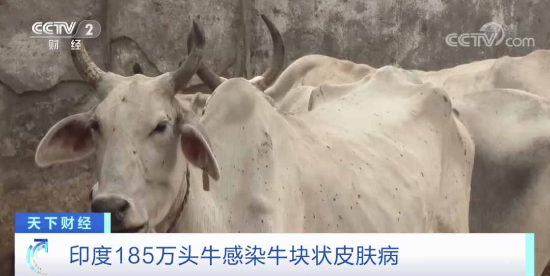 印度：禁止出口，禁止運輸交易