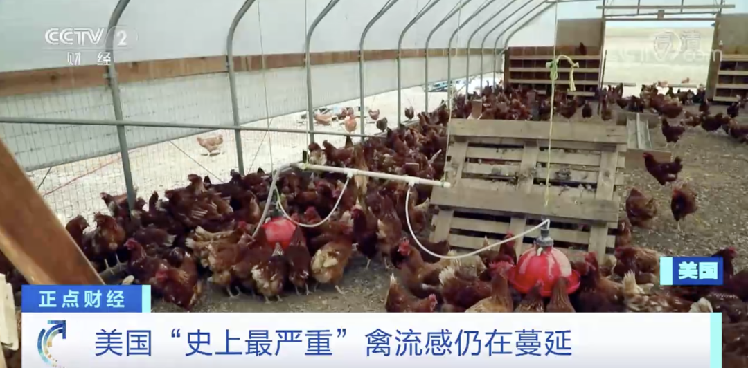 麻煩了！ “史上最嚴(yán)重”，近十個(gè)國(guó)家爆發(fā)禽流感！超過(guò)5230萬(wàn)只禽類被宰殺......