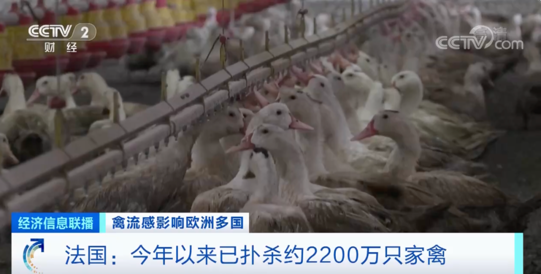 麻煩了！ “史上最嚴(yán)重”，近十個(gè)國(guó)家爆發(fā)禽流感！超過(guò)5230萬(wàn)只禽類被宰殺......