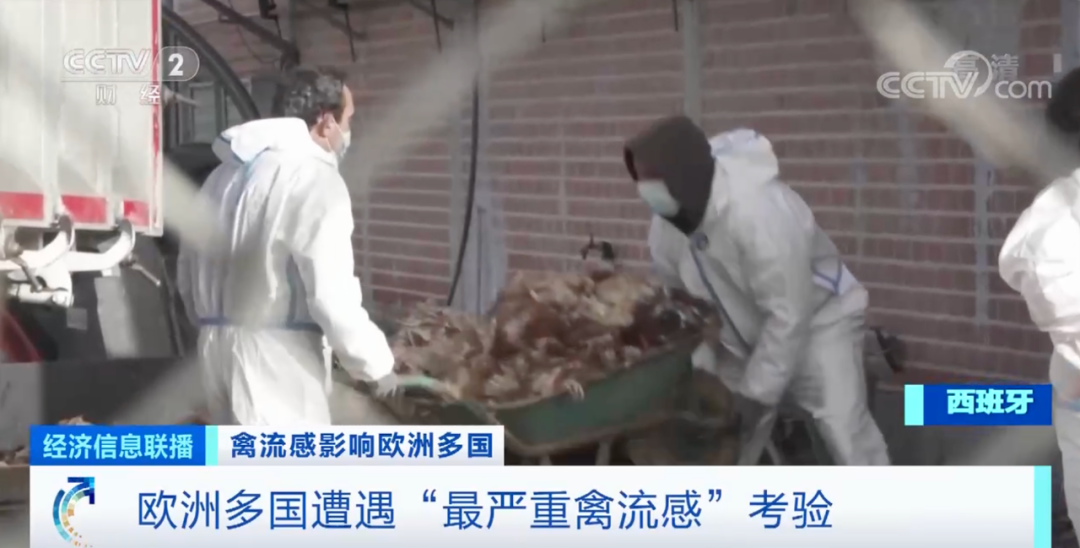 麻煩了！ “史上最嚴(yán)重”，近十個(gè)國(guó)家爆發(fā)禽流感！超過(guò)5230萬(wàn)只禽類被宰殺......