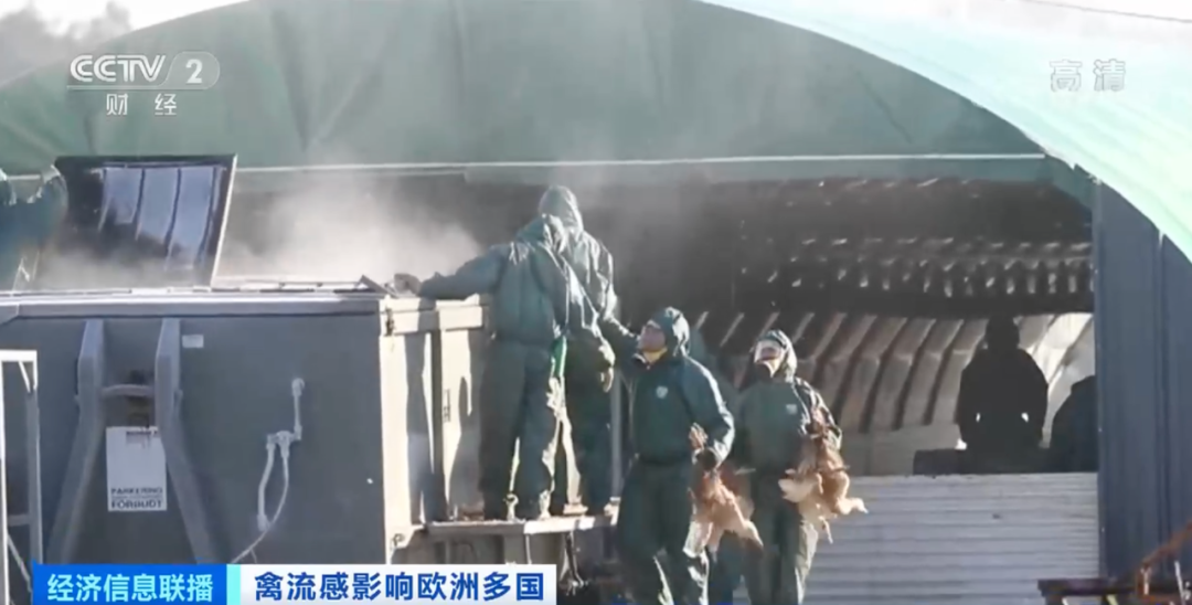 麻煩了！ “史上最嚴(yán)重”，近十個(gè)國(guó)家爆發(fā)禽流感！超過(guò)5230萬(wàn)只禽類被宰殺......