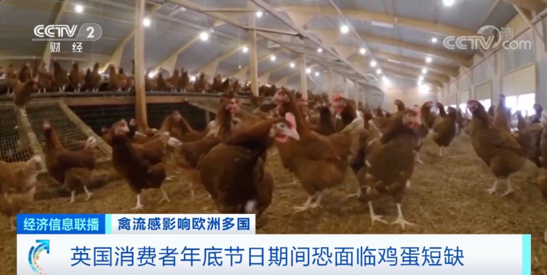 麻煩了！ “史上最嚴(yán)重”，近十個(gè)國(guó)家爆發(fā)禽流感！超過(guò)5230萬(wàn)只禽類被宰殺......