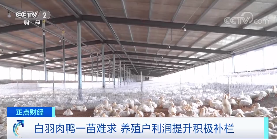 搶瘋了！漲價超300%，還得排一個月隊！
