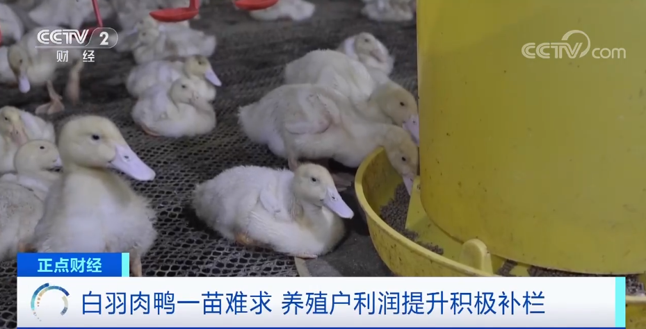 搶瘋了！漲價超300%，還得排一個月隊！