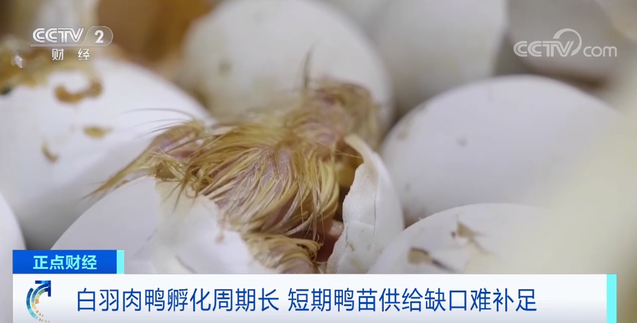 搶瘋了！漲價超300%，還得排一個月隊！