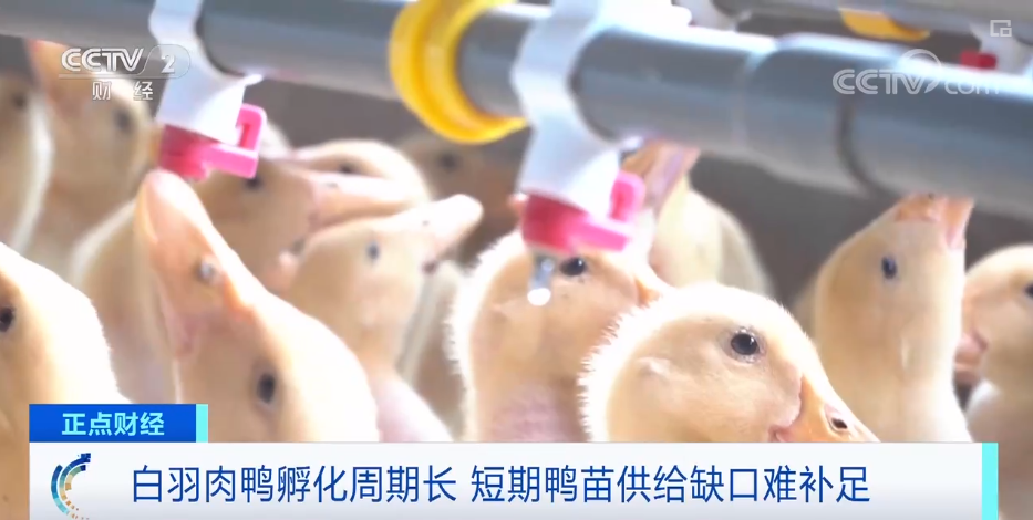 搶瘋了！漲價超300%，還得排一個月隊！
