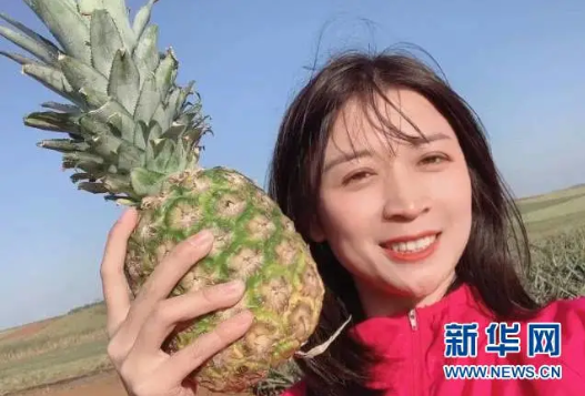 占臺灣出口總量97％！大陸緊急暫停進口臺灣菠蘿，一菠蘿專列開通