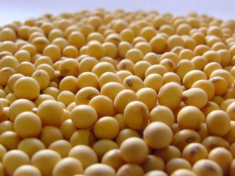 美國(guó)大豆出口創(chuàng)新紀(jì)錄 玉米暫時(shí)走弱