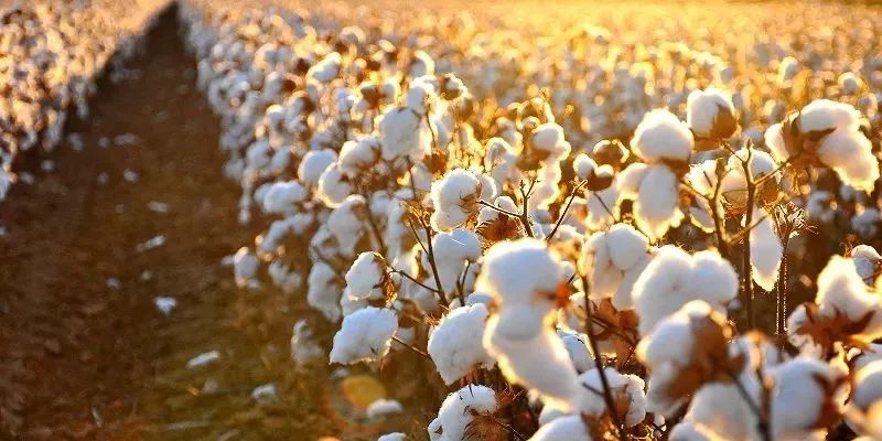 美國暫緩新疆棉禁令，但H&M、耐克等國際品牌已拒用新疆棉
